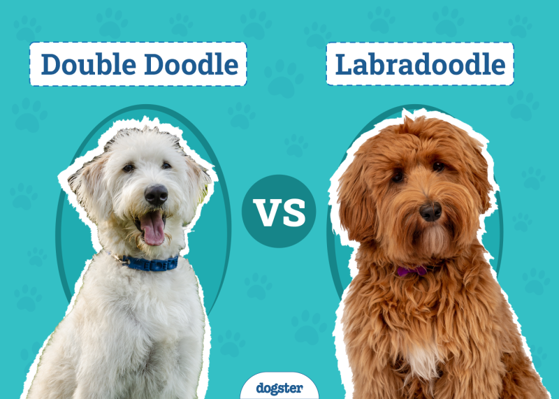 Double Doodle vs. Labradoodle