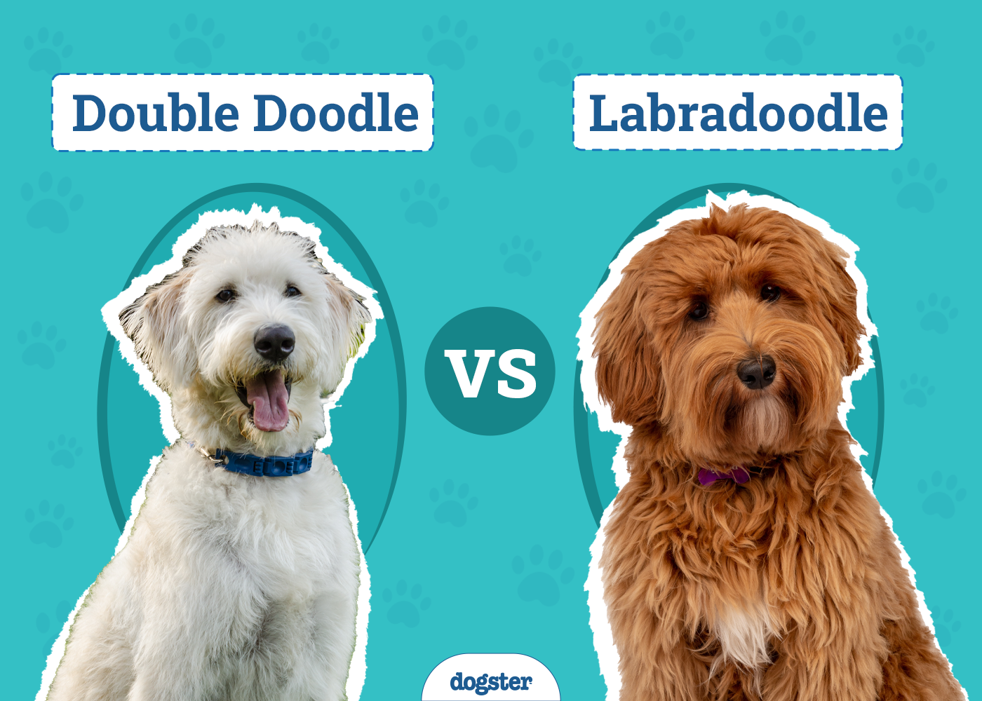 Double Doodle vs. Labradoodle