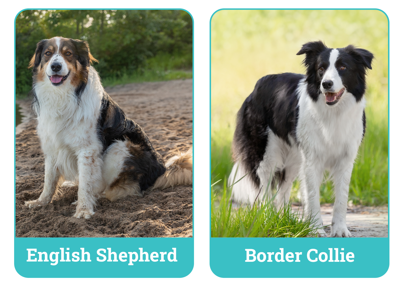 English Shepherd vs. Border Collie
