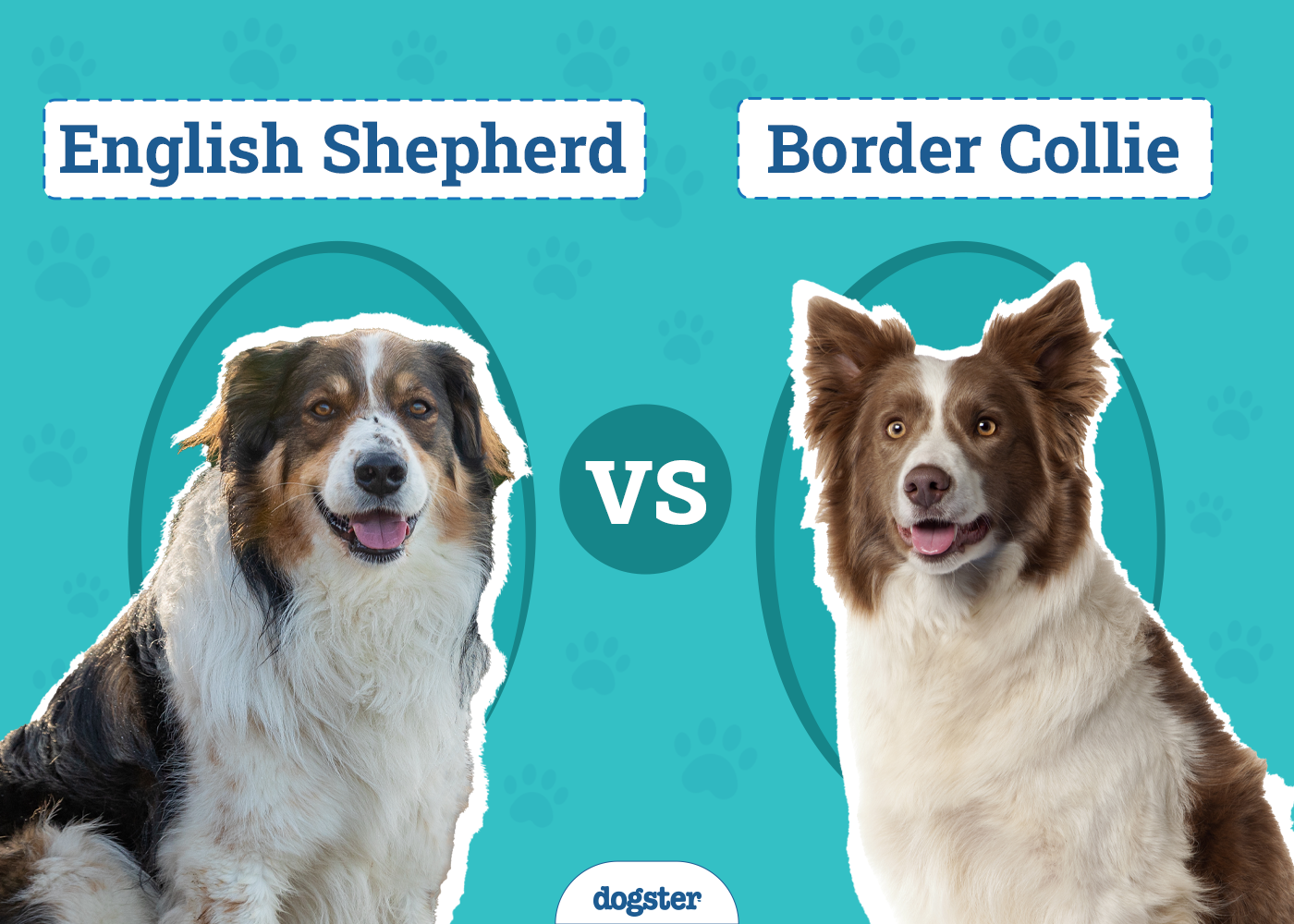 English Shepherd vs. Border Collie