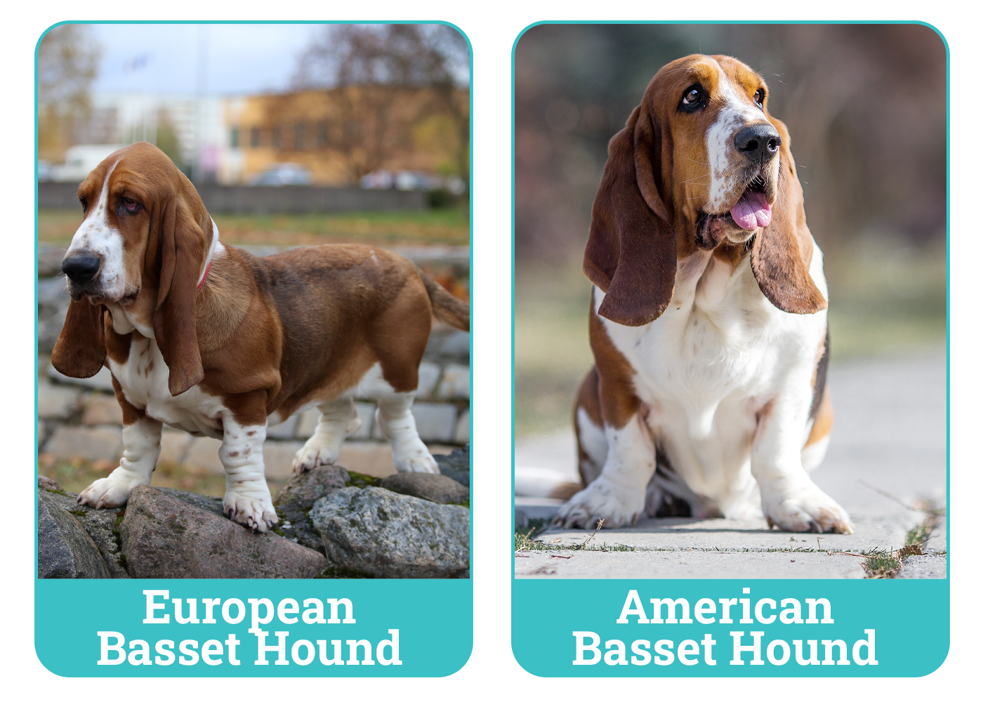 European vs. American Basset Hound