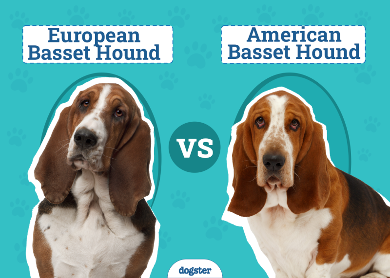 European vs. American Basset Hound