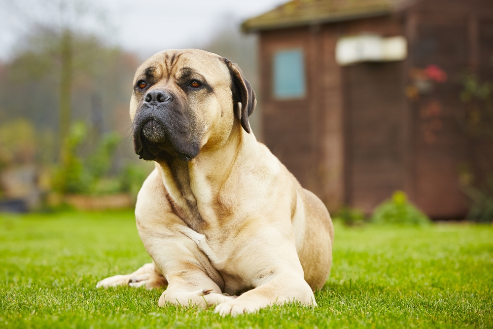 Fawn Cane Corso with a fawn