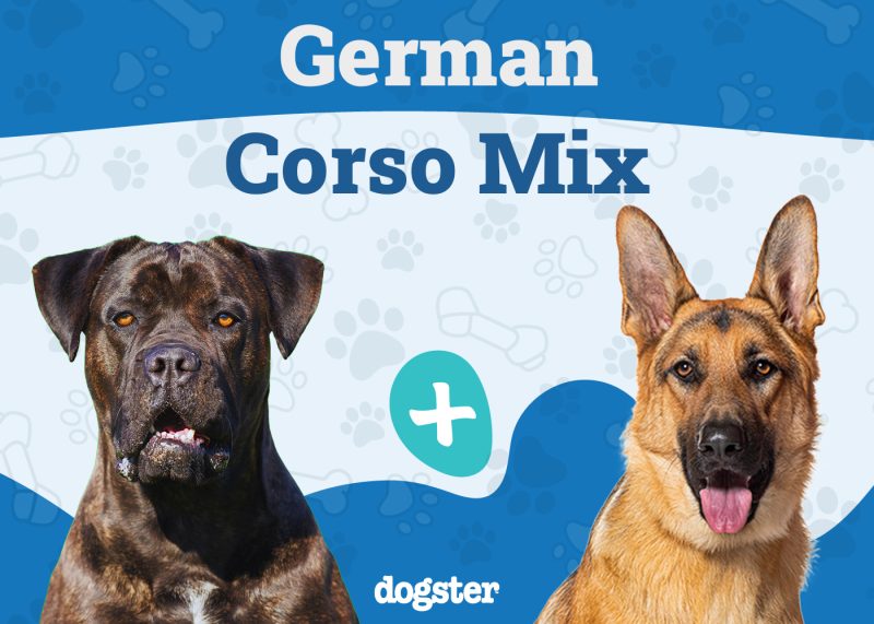 German Corso Mix - Cane Corso German Shepherd Mix