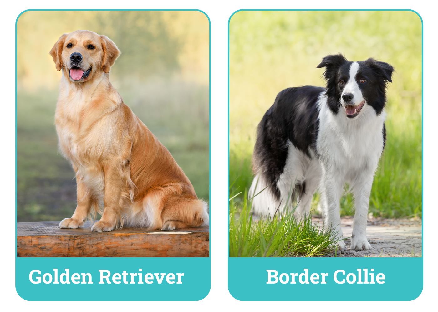Golden Retriever vs Border Collie