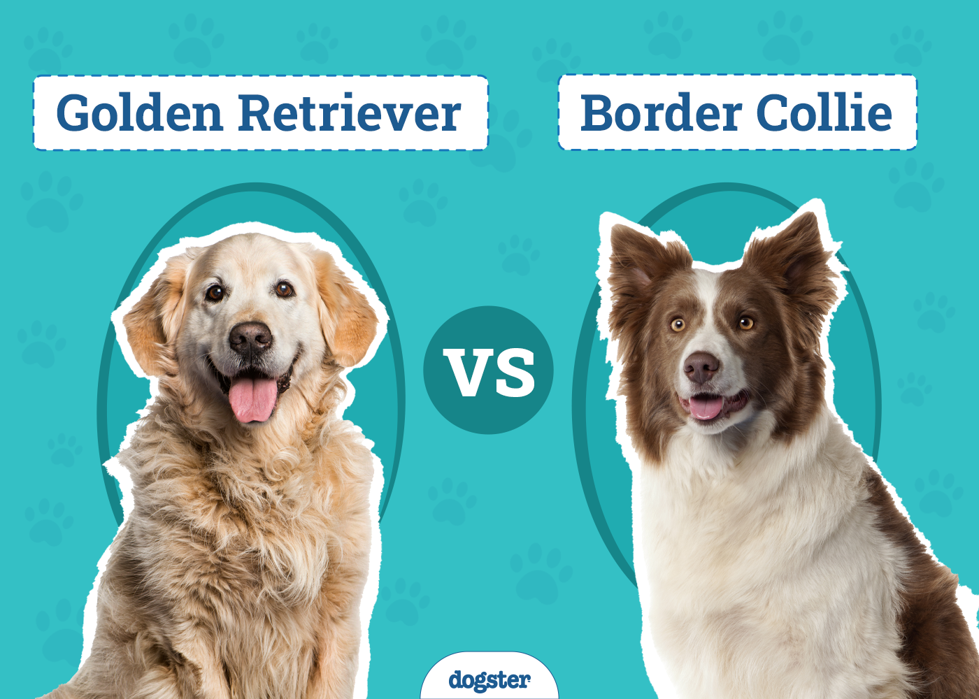Golden Retriever vs Border Collie