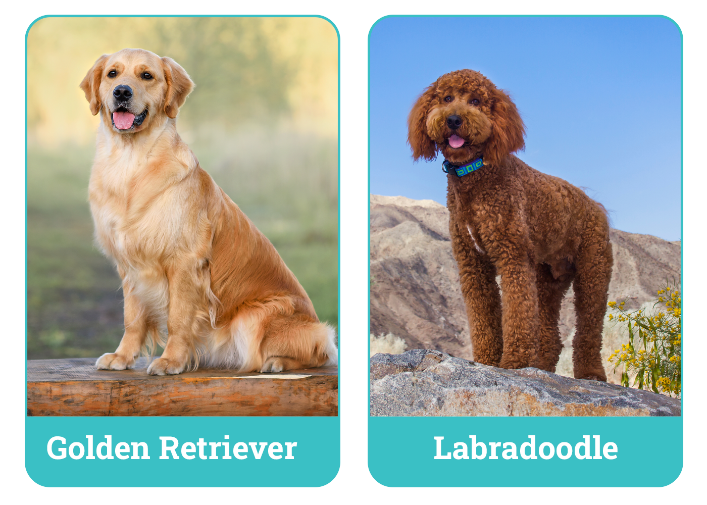 Golden Retriever vs Labradoodle
