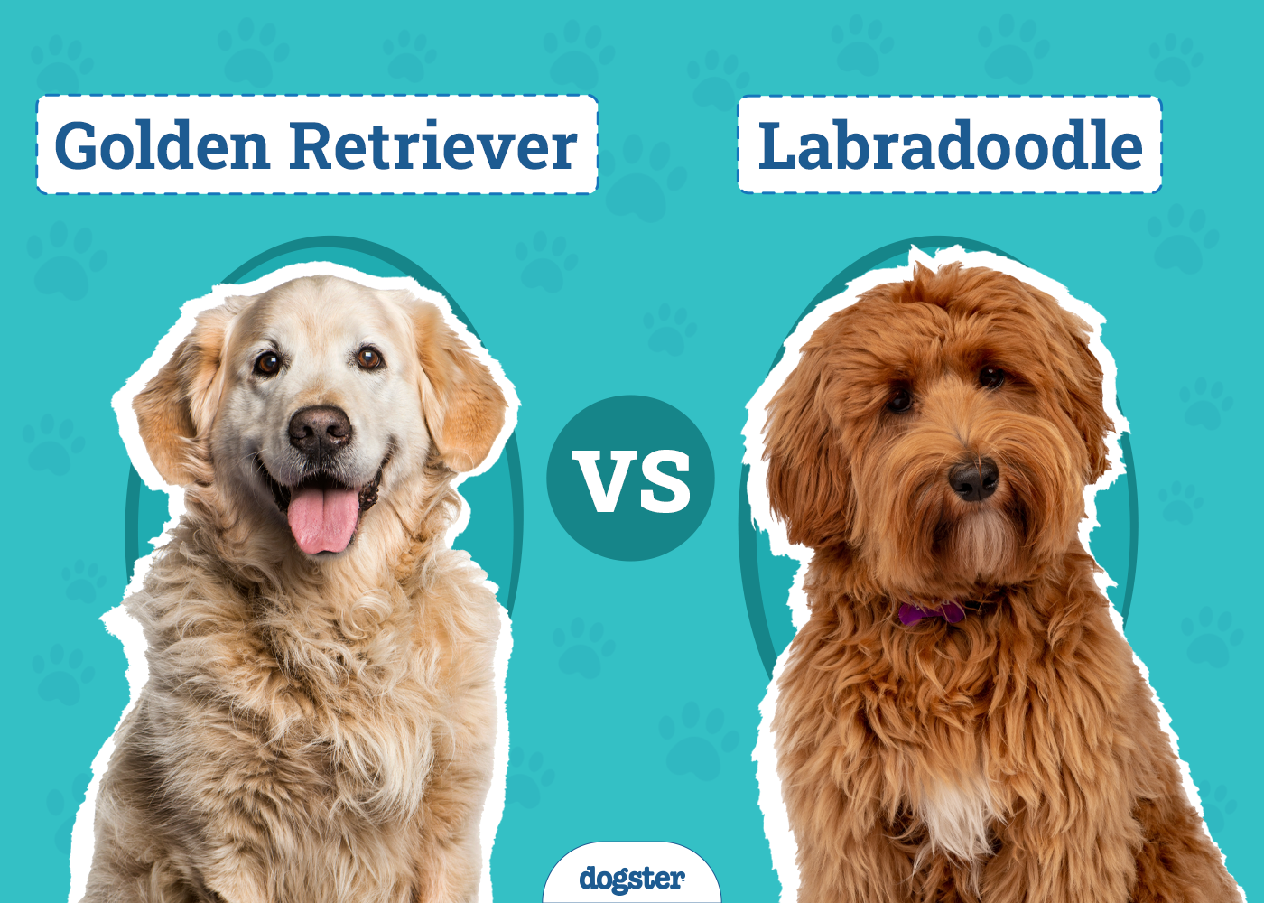 Golden Retriever vs Labradoodle