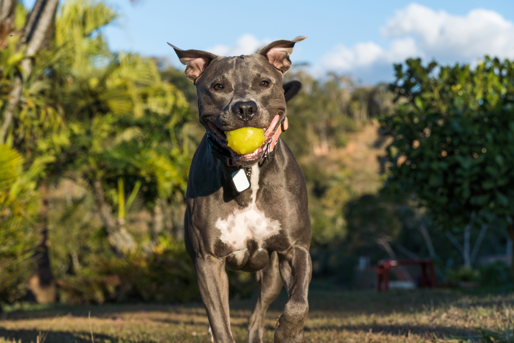 Grey pitbull playing in an open field