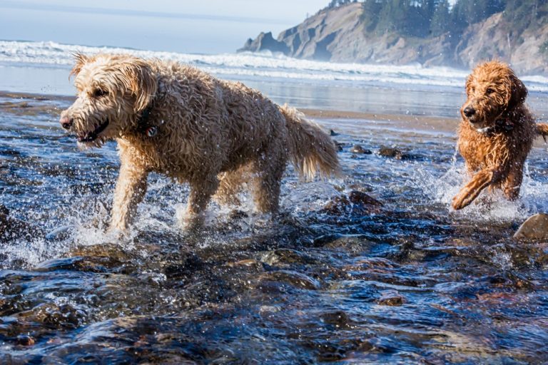 15 Vet-Reviewed Pros & Cons of Having a Labradoodle (Lifestyle Fit ...