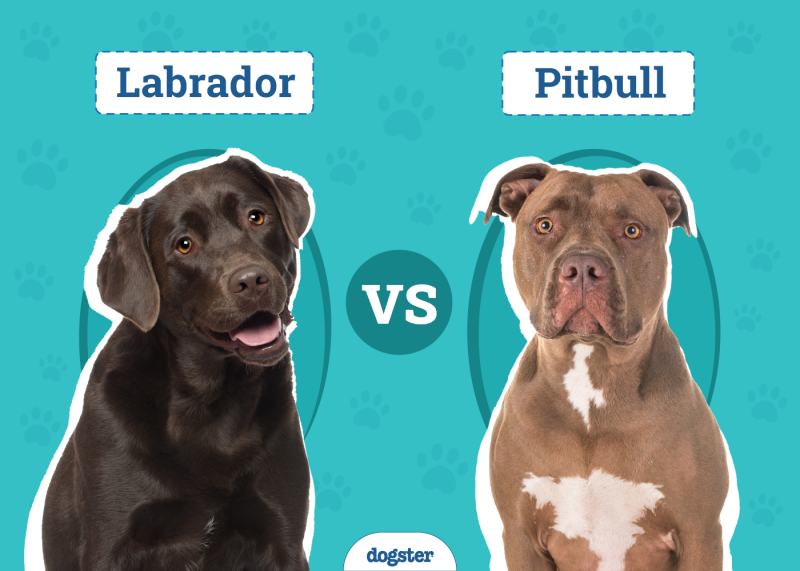 Labrador vs Pitbull