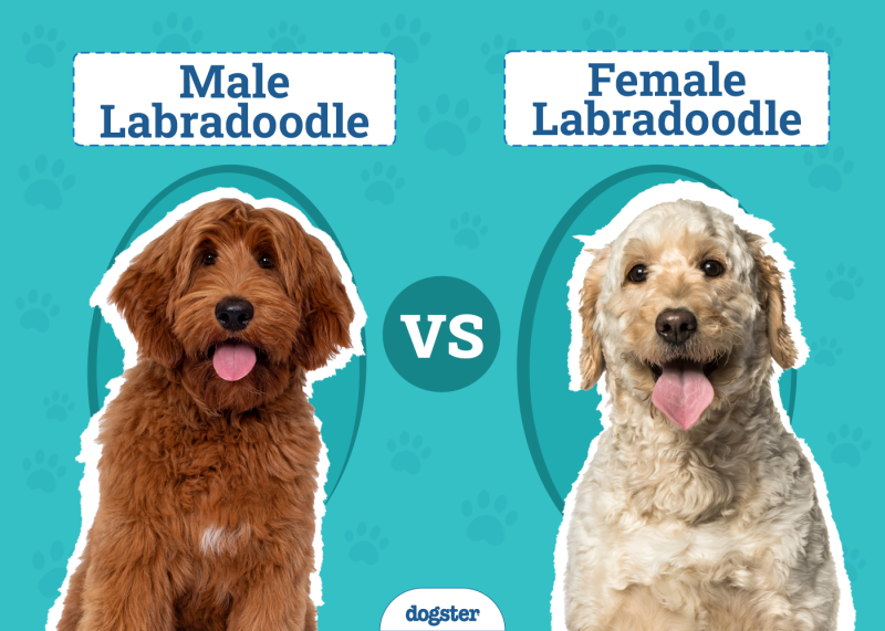 Male vs. Female Labradoodle