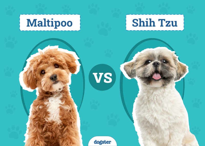 Maltipoo vs Shih Tzu