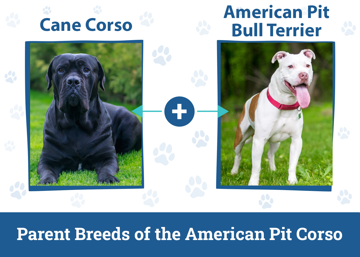 Parent Breeds of the American Pit Corso