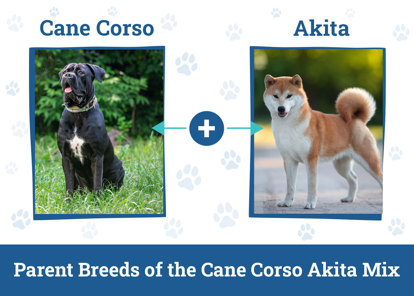 Parent Breeds of the Cane Corso Akita Mix