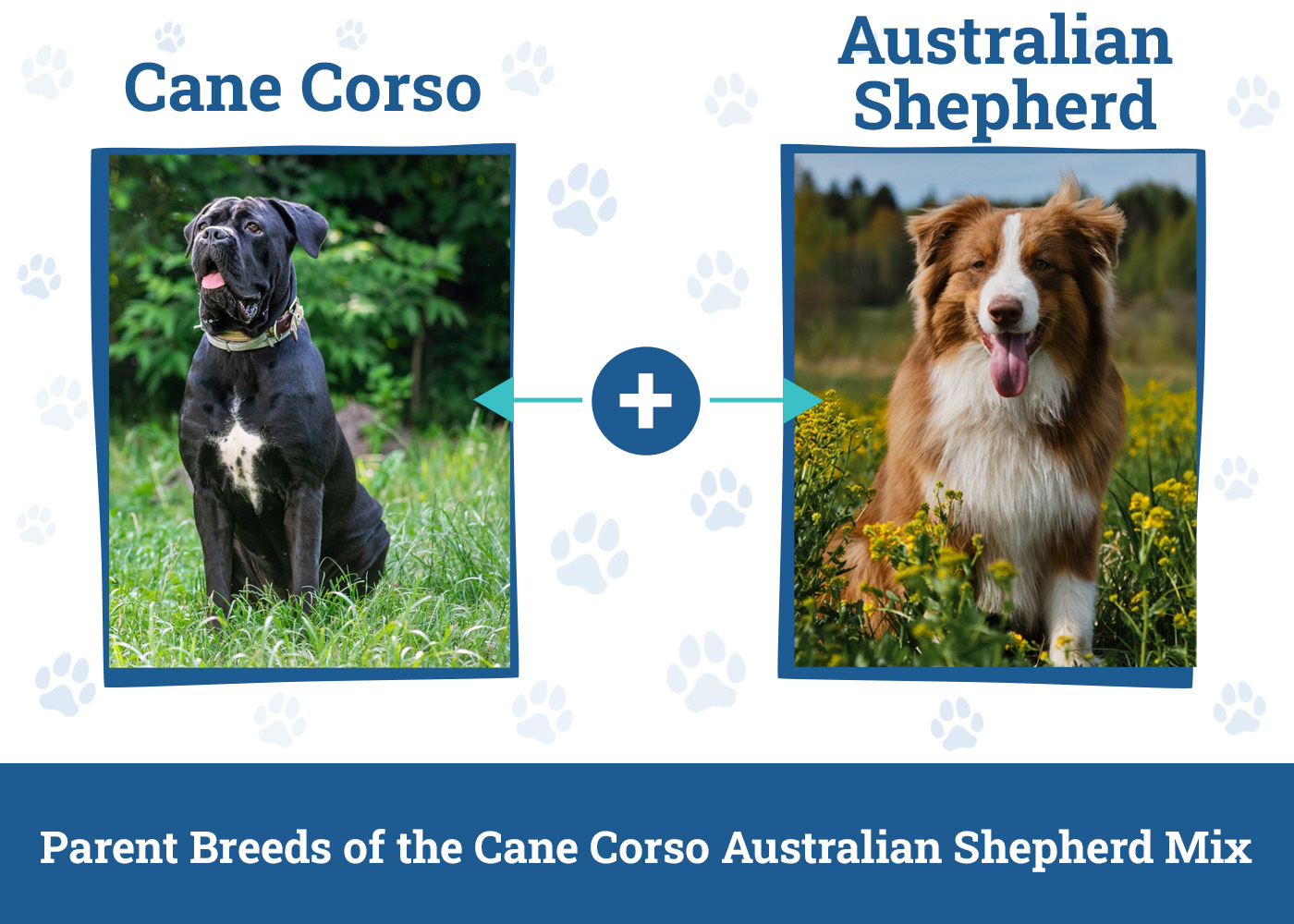 Parent Breeds of the Cane Corso Australian Shepherd Mix