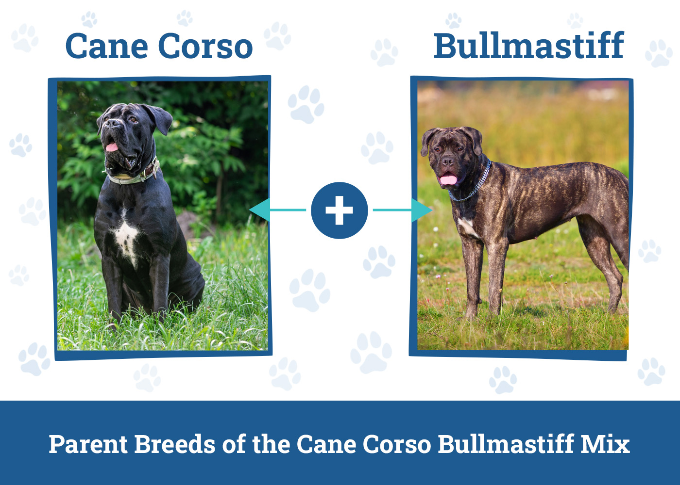 Parent Breeds of the Cane Corso Bullmastiff Mix