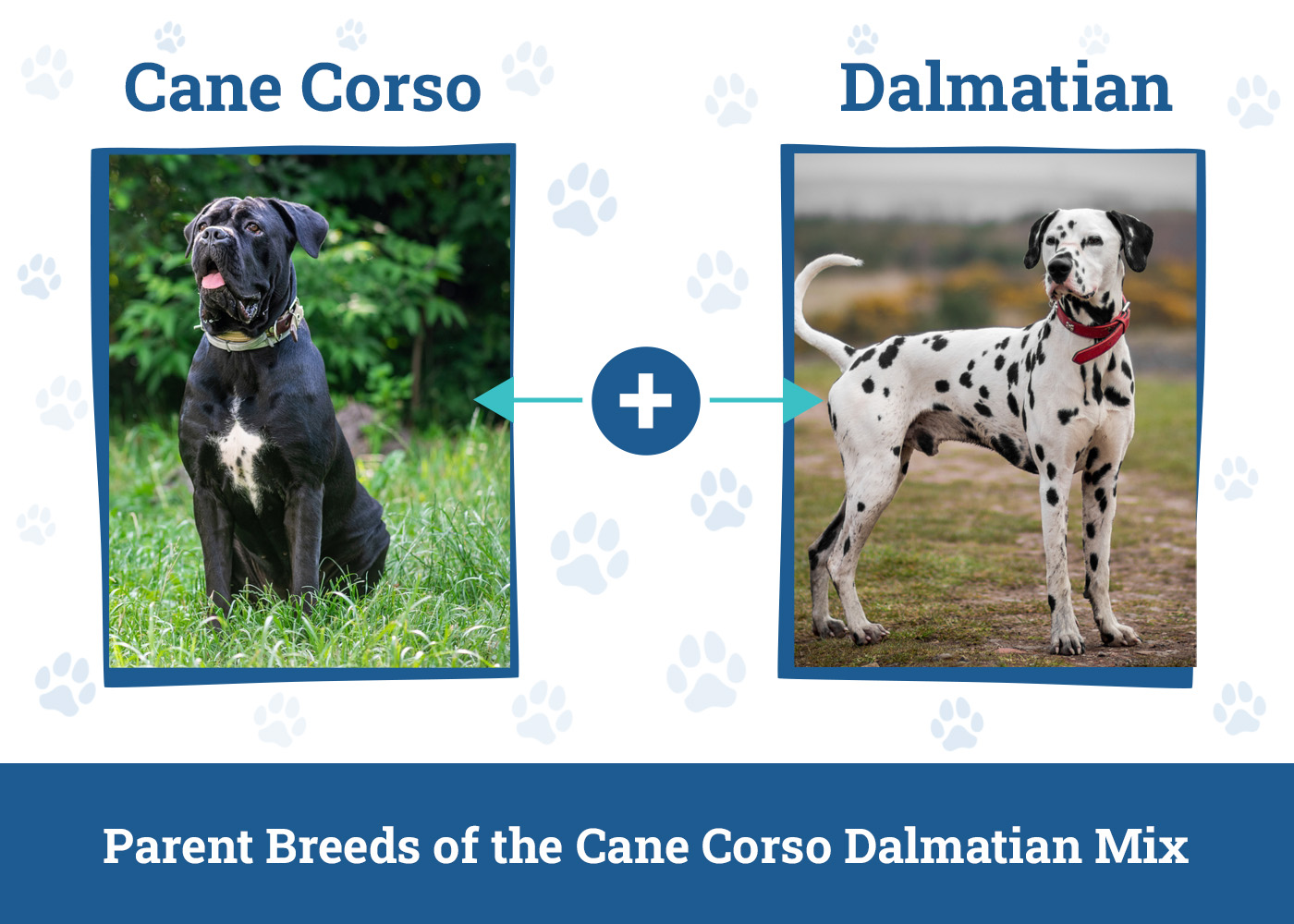Parent Breeds of the Cane Corso Dalmatian Mix