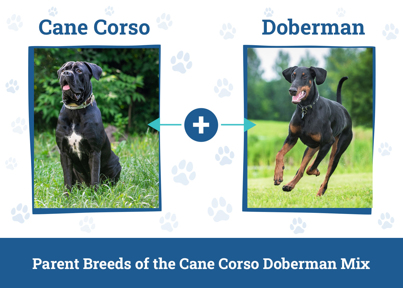Parent Breeds of the Cane Corso Doberman Mix