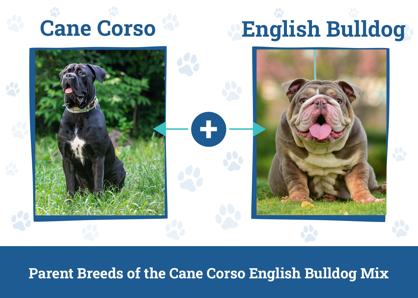 Parent Breeds of the Cane Corso English Bulldog Mix