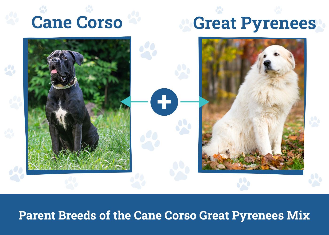 Parent Breeds of the Cane Corso Great Pyrenees Mix