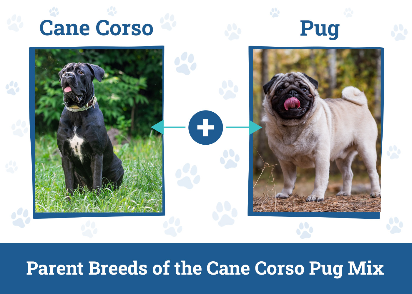Parent Breeds of the Cane Corso Pug Mix