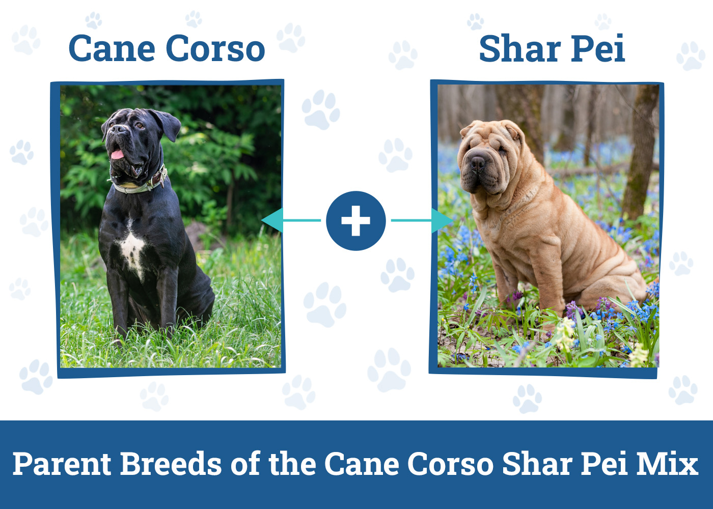 Parent Breeds of the Cane Corso Shar Pei Mix