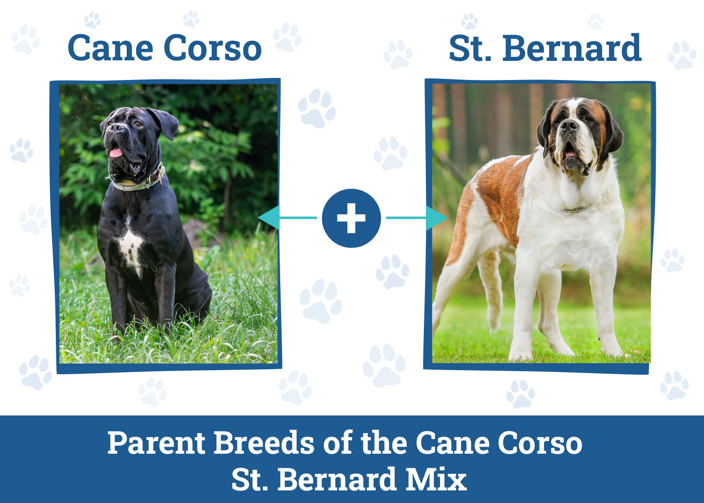 Parent Breeds of the Cane Corso St Bernard