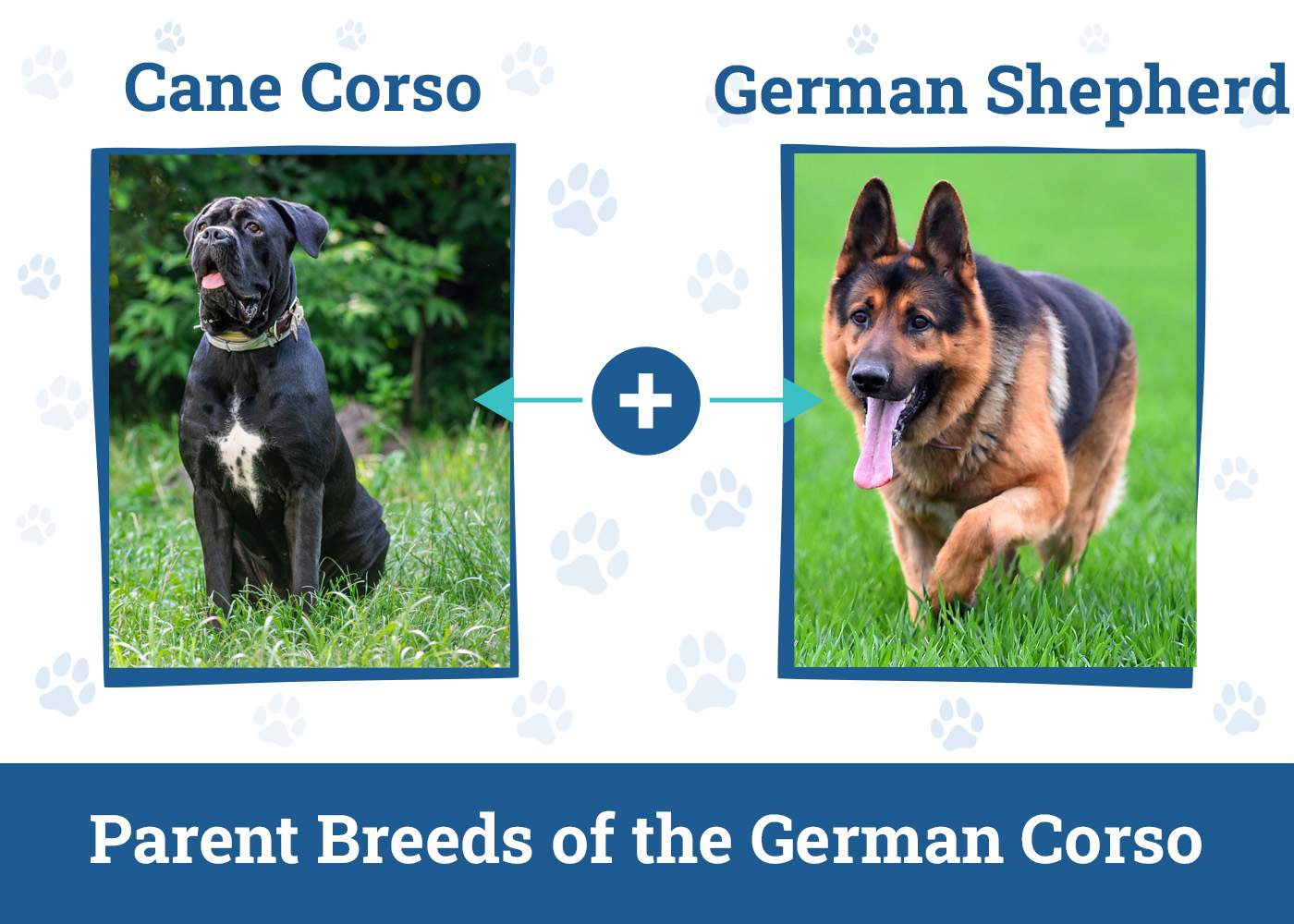 Parent Breeds of the German Corso