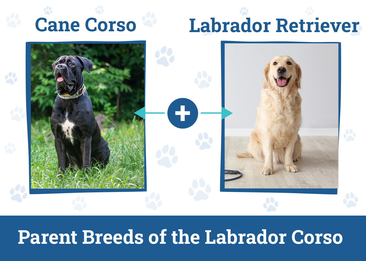 Parent Breeds of the Labrador Corso