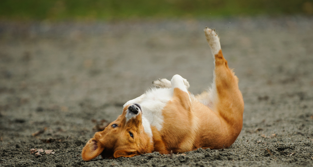 Pembroke Welsh Corgi rolling in the dirt