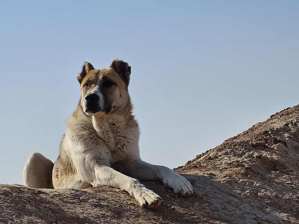 Persian mastiff Sarabi dog in the desert