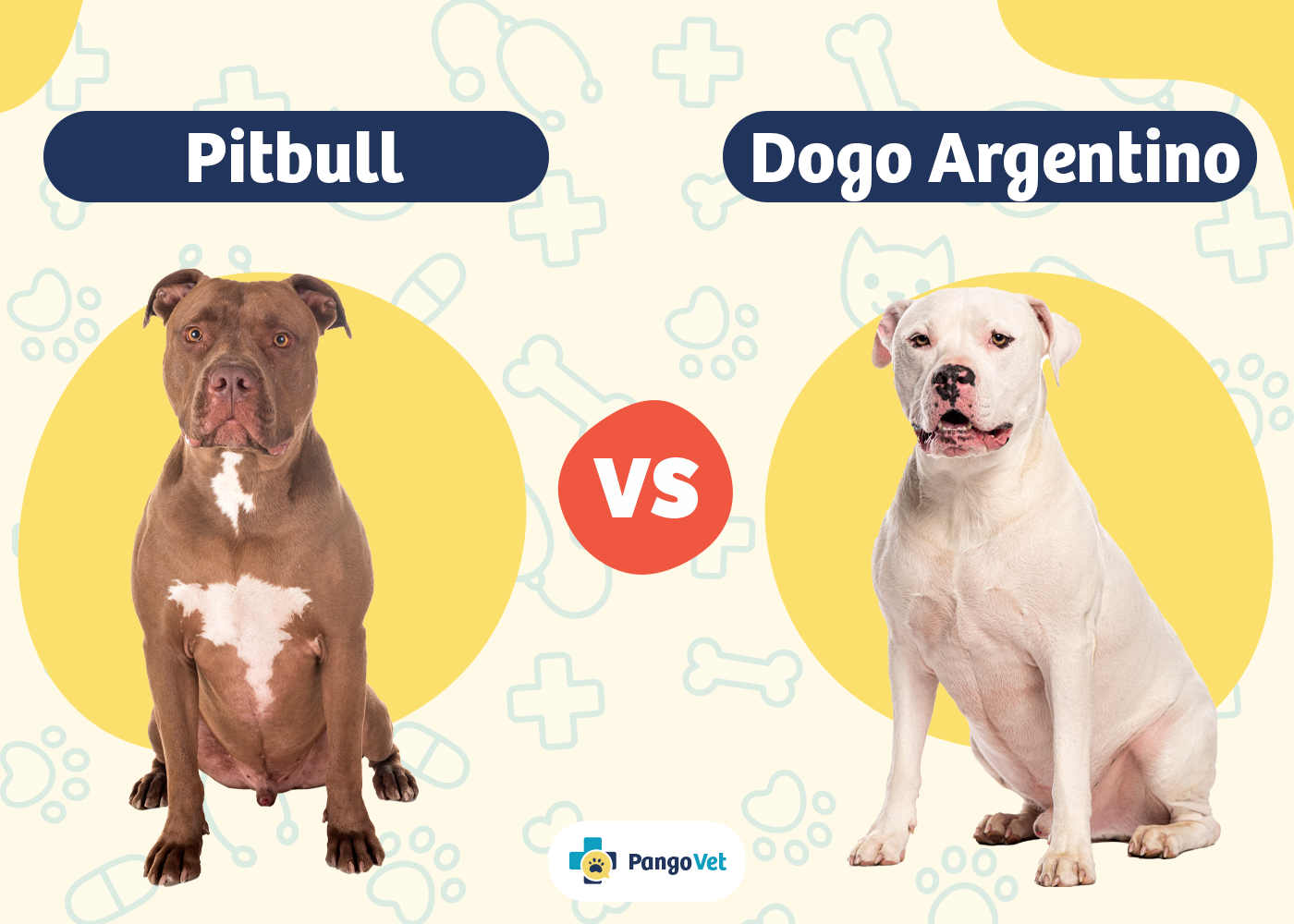 Pitbull vs Dogo Argentino
