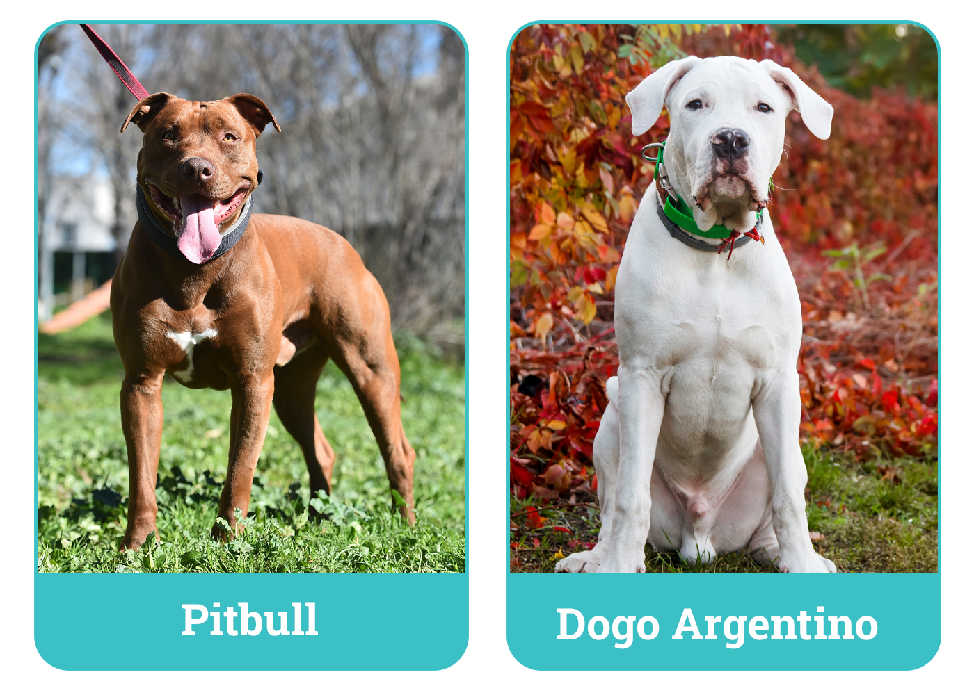 Pitbull vs Dogo Argentino