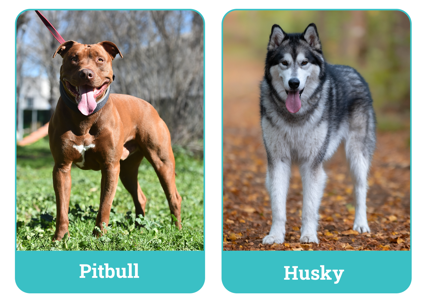 Pitbull vs. Husky