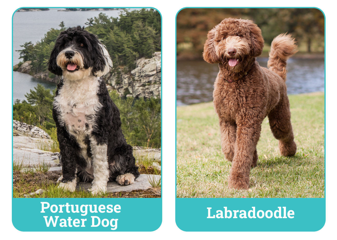Portuguese Water Dog vs Labradoodle