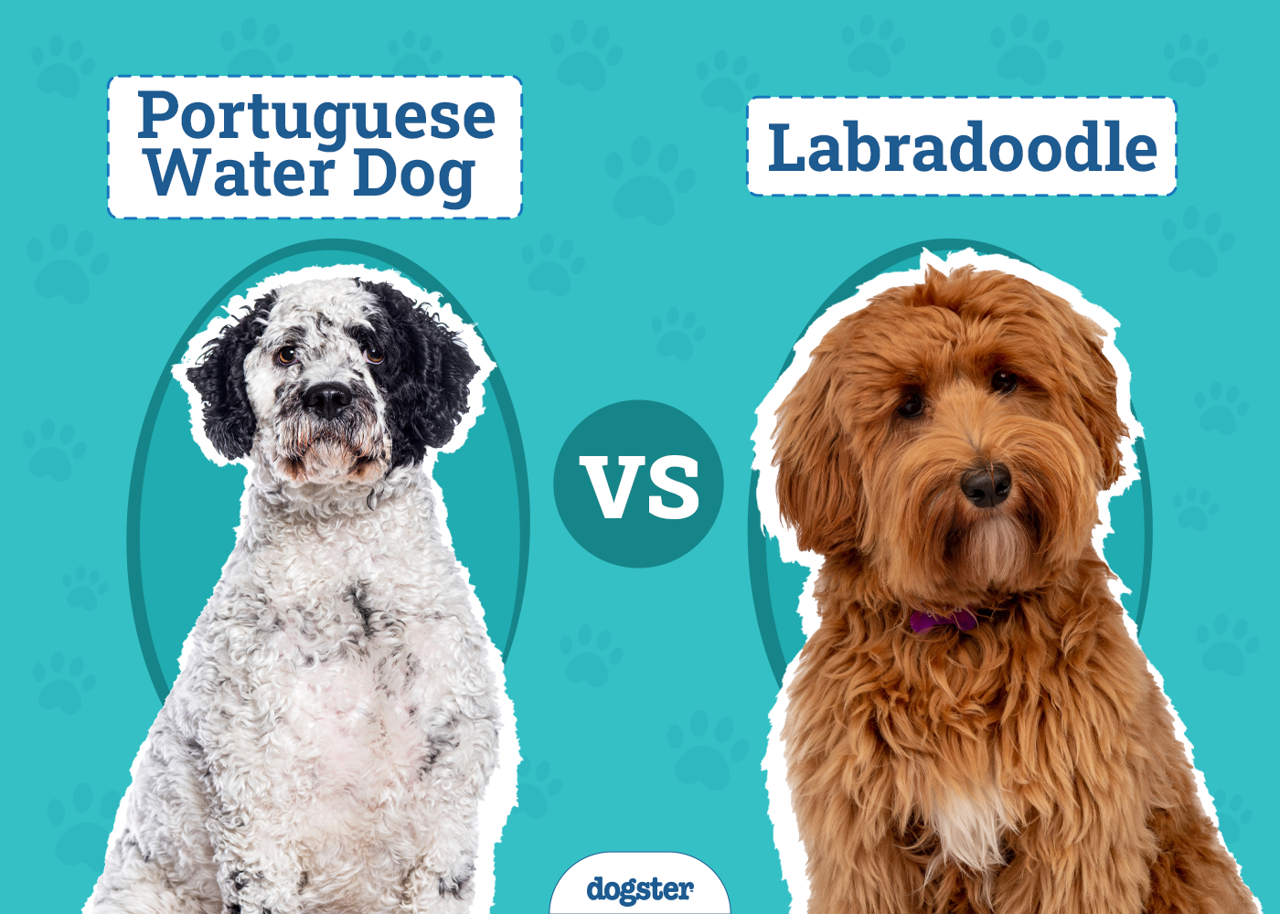 Portuguese Water Dog vs Labradoodle