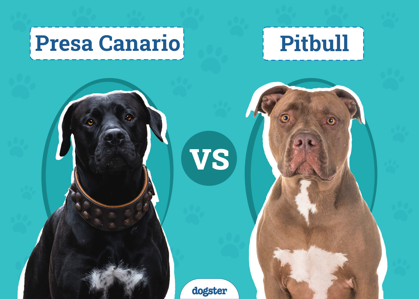 Presa Canario vs Pitbull