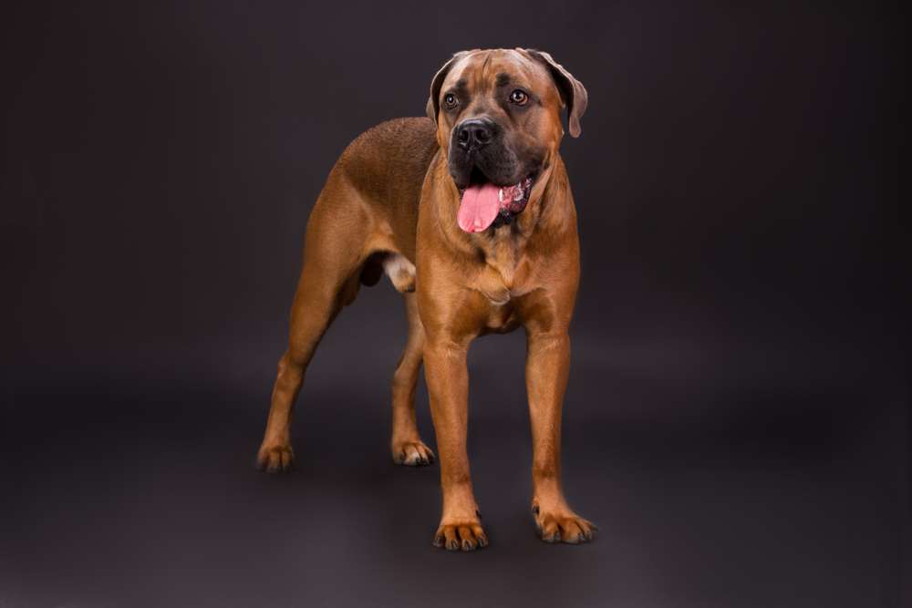 Cane,Corso,Italian,Dog,,Studio,Shot.,Adorable,Brown,Cane,Corso