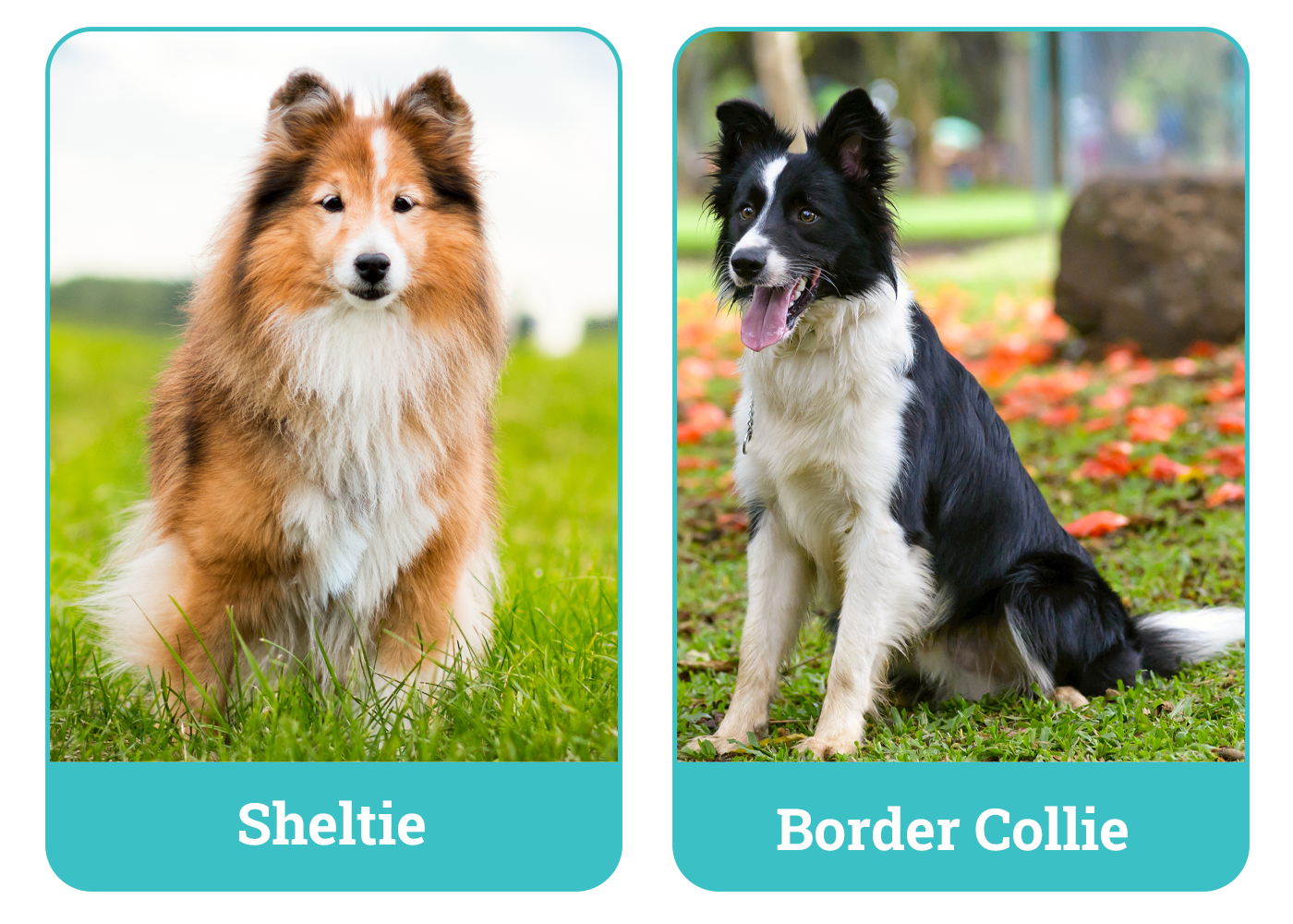 Sheltie vs Border Collie