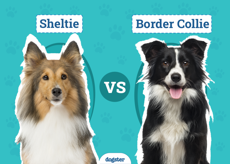 Sheltie vs Border Collie