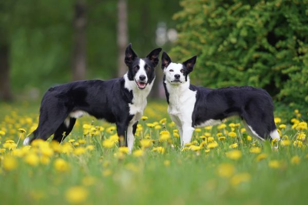 Two adorable black and white short-haired Border Collie dogs (male and female)