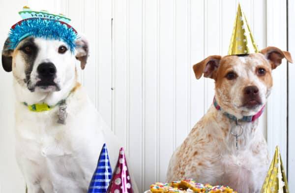 dog birthday party