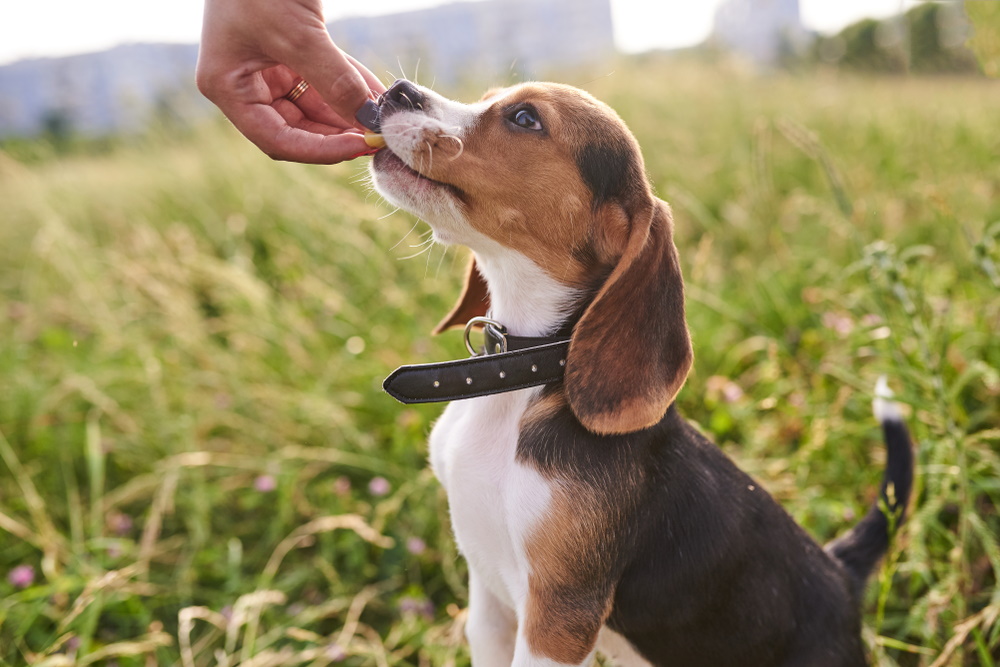 beagle dog having treats