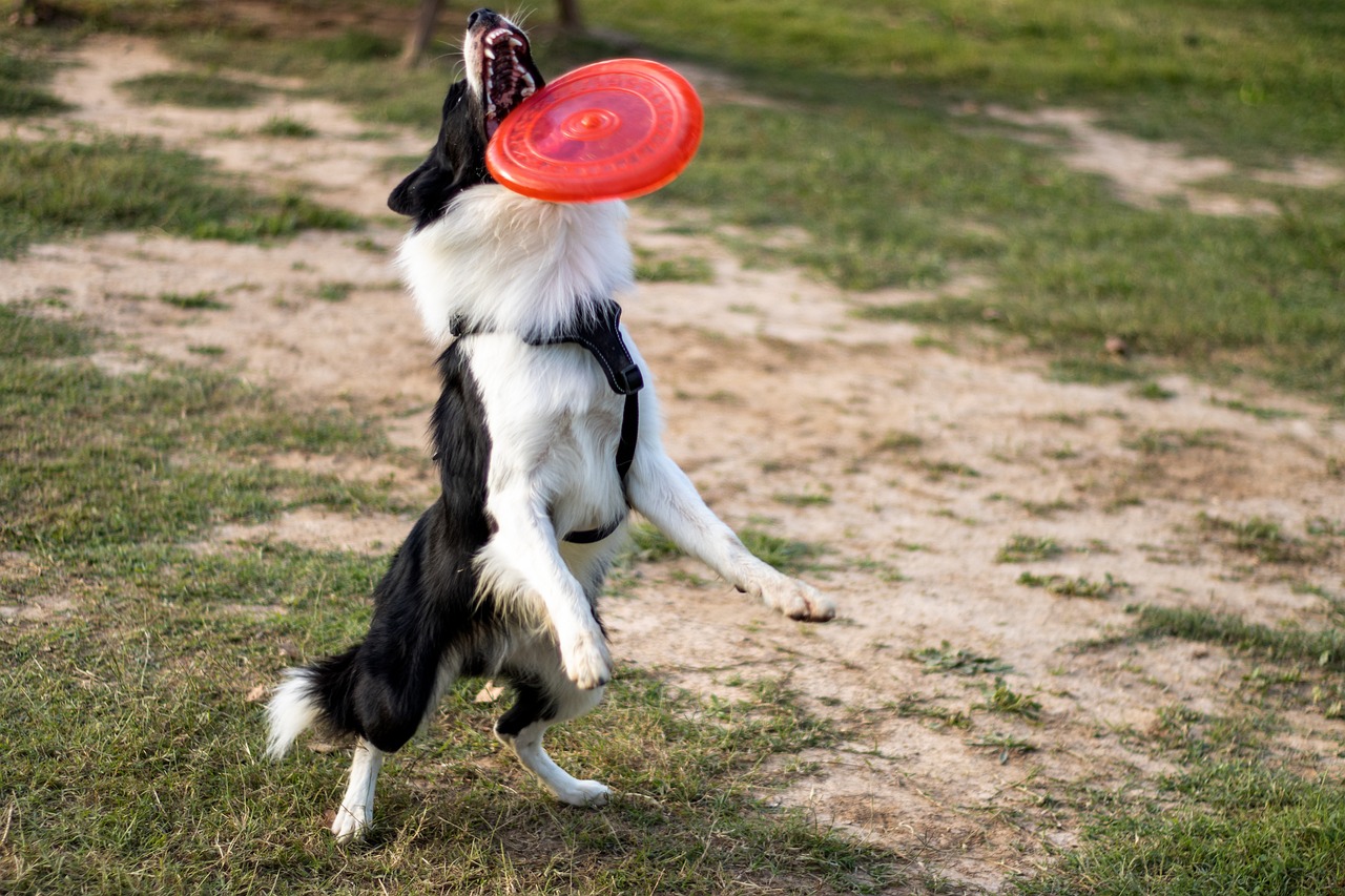 border collie catching a frisbee