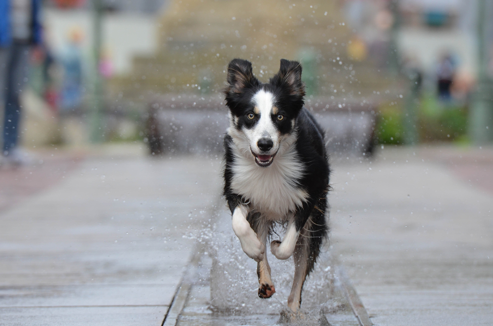 border-collie-running-in-the-rain
