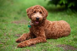 How Long Do Labradoodles Live? Vet-Verified Average Lifespan, Data