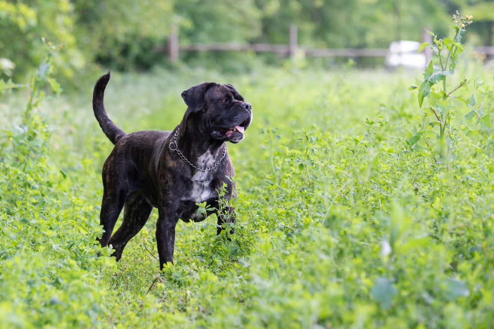 cane corso dog outdoors