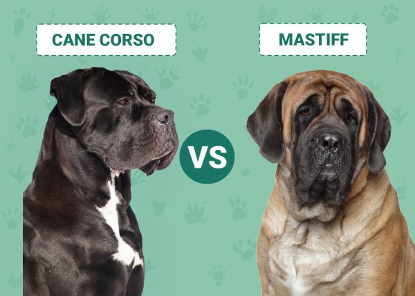 cane-corso-vs-mastiff new