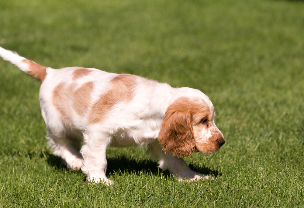 cocker-spaniel-walking-in-the-grass